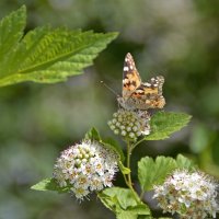 Лакомство для бабочки :: Нина Синица