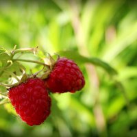 Сладка ягода. :: Антонина Гугаева