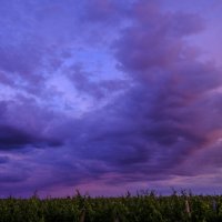 розово-синий закат над виноградниками :: Георгий А