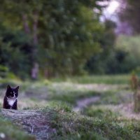 Котик на природке ... :: Евгений Хвальчев