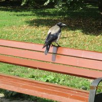 Ворона на скамейке. :: Зинаида 