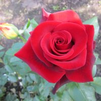 "Роза – символ совершенства" :: Galaelina ***