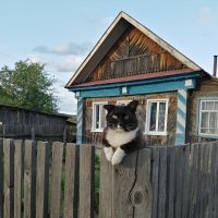Жил был кот в деревне :: Оксана Романова