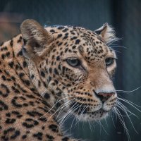 Персидский леопард :: Владимир Габов