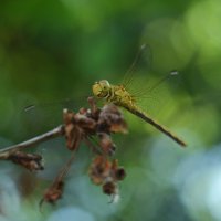 Dragonfly :: Александр Довгий