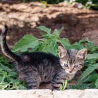 я маленький ещё) :: Елена Кордумова