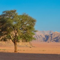 одинокое дерево пустыни :: Елена Кордумова