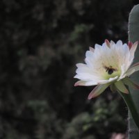 Цереус, цветок. :: Валерьян Запорожченко