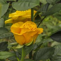 Желтая роза :: Сергей Цветков