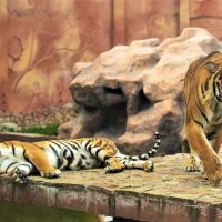 В зоопарке тиграм не додают мяса,спасайте хищников)))) :: Алексей 