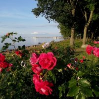 Розы на берегу моря. :: VasiLina *