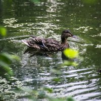 Утка на р.Кантат :: Вадим Басов