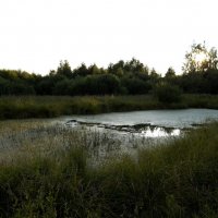 Пруд в деревне :: Любовь Клименок