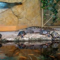 Дружба крокодила и черепашек :: Любовь Клименок