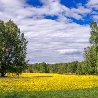 Жёлтый ковёр... :: Владимир Деньгуб