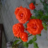 Розы в церковном садике :: Наиля 