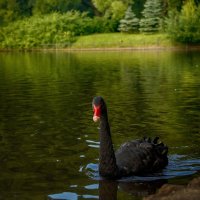 Чёрный лебедь на пруду... :: Анжела Пасечник