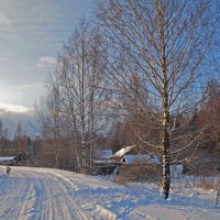 Зимний пейзаж с березами :: Нина Синица