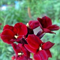 Неизвестные цветы из нашего двора :: Нина Корешкова