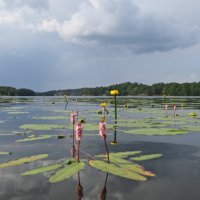 Летнее озеро :: Елена 