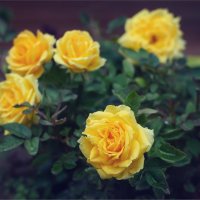 Желтые розы :: Виталий Белов