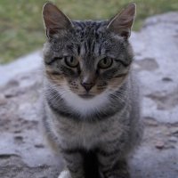 Фотогеничный котик :: Любовь Клименок