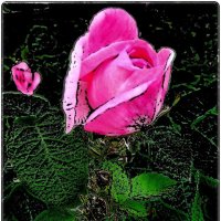 О розовой розе :: Нина Корешкова