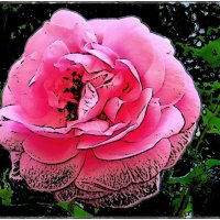 О розовой розе :: Нина Корешкова