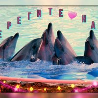 23 июля наша планета отмечает Всемирный день китов и дельфинов (World Whale and Dolphin Day). :: Татьяна Помогалова