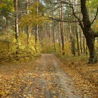 Осенний лес :: Юрий Кирьянов