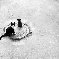 чёрно белые коты. :: Любовь 