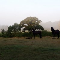 Лошади в тумане... :: Тамара Бедай 