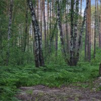 В смешанном лесу :: Виталий Белов