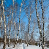 Зима в берёзовом лесу :: Павел Айдаров
