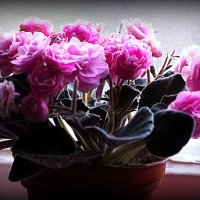 цветы на подоконнике :: Олег Лукьянов