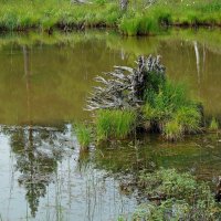 Первухинское болото :: Зинаида Каширина