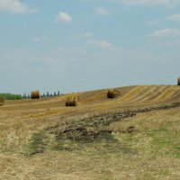 поле пшеницы после уборки :: Алексей Меринов