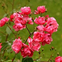 Царскосельские розы жарким июльским днём... :: Ирина Румянцева