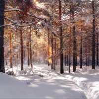 Утро в зимнем лесу :: Анатолий Володин