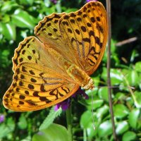 Перламутровка пандора (лат. Argynnis pandora) :: vodonos241 