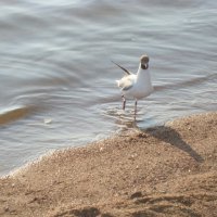 водичка холодновата! :: голубева елена 