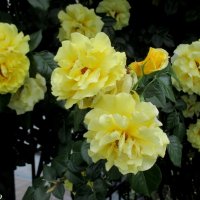 Любимые жёлтые розы :: Нина Бутко