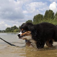 Первый раз в воде :: Ольга Милованова