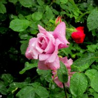 Розы и дождь :: Нина Бутко
