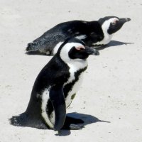 Пингвины :: Ольга Довженко