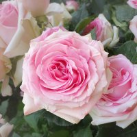 Среди цветов всего прекрасней розы... :: Эля Юрасова