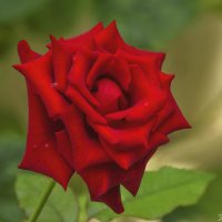 Ждёт любимая розу... :: Валерий Басыров