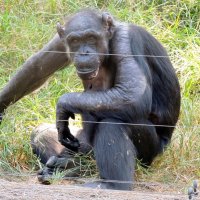 Взгляд..  Западная равнинная горилла :: Гала 