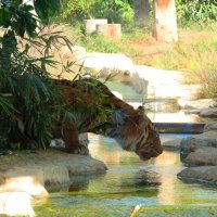 Жажда  Суматранский тигр :: Гала 