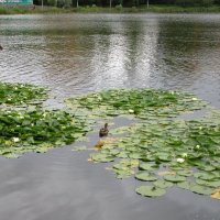 На Травинском озере в Подмосковье :: Ольга Довженко